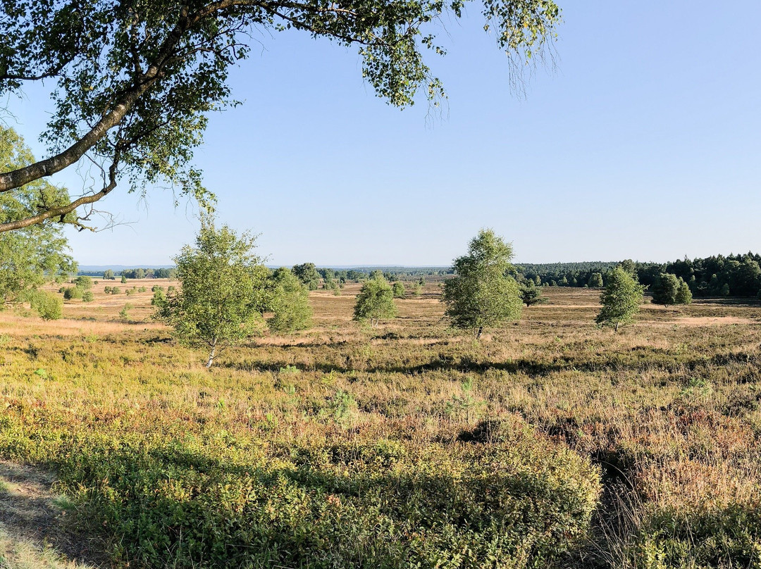 Naturpark Lüeneburger Heide景点图片