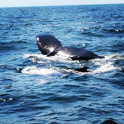 Brier Island Whale and Seabird Cruises景点图片