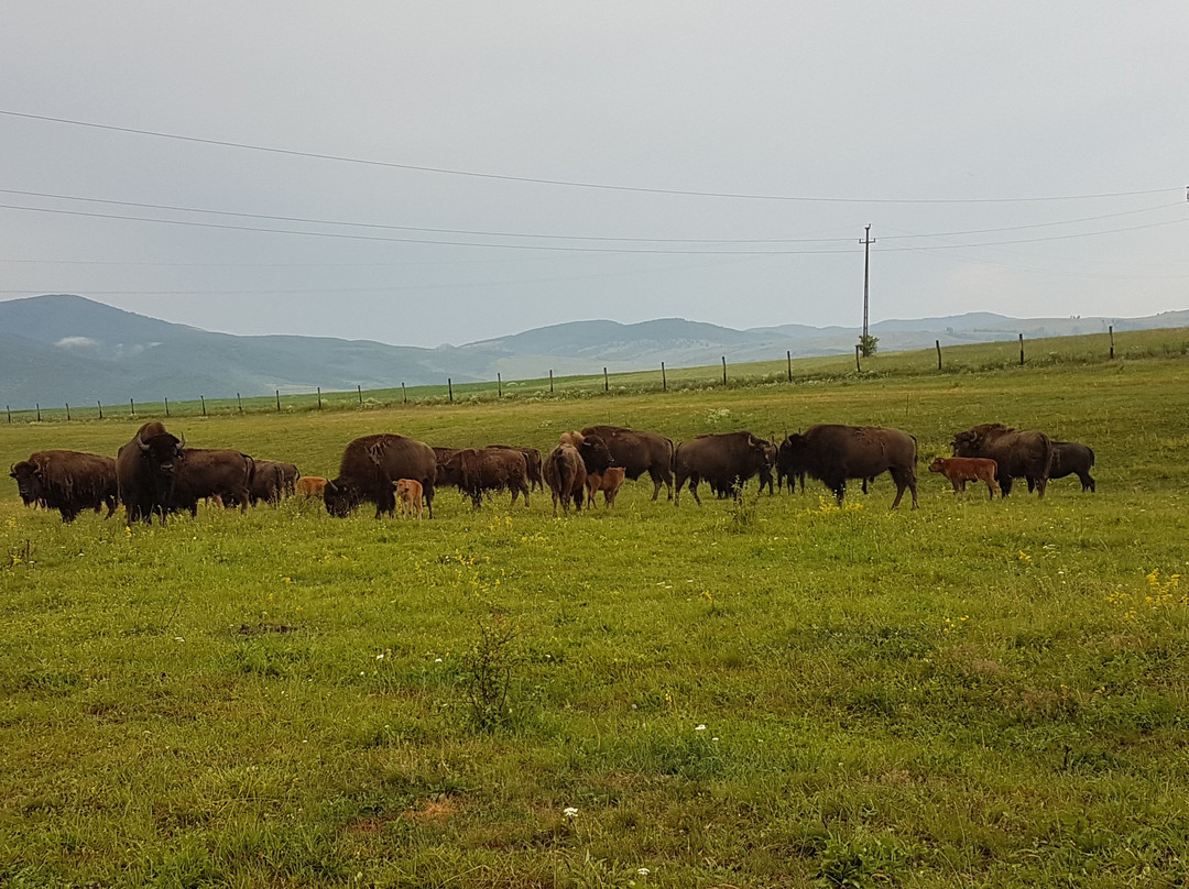 Ferma de Bizoni - Bison Farm景点图片