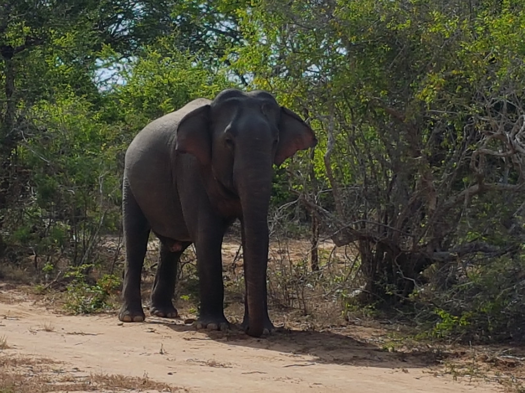 Safari Panama Sri Lanka-Panama必去景点