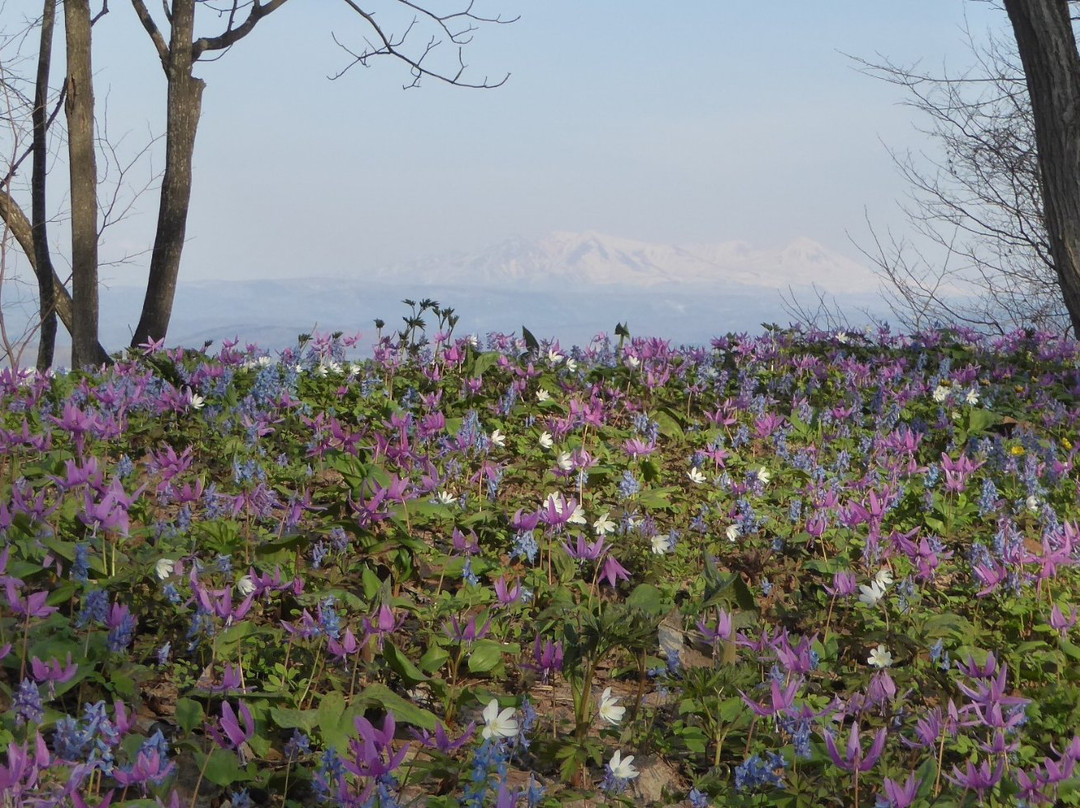 Otokoyama Nature Park-旭川市必去景点