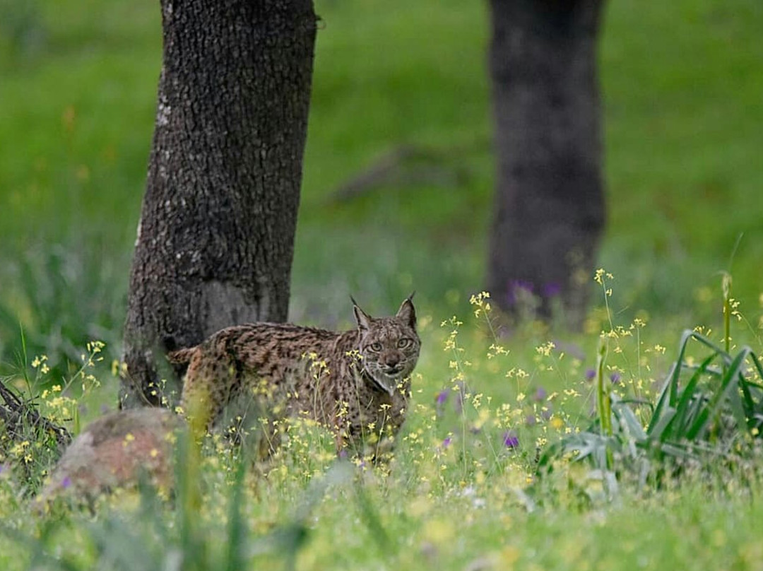 Iberian Lynx Land景点图片