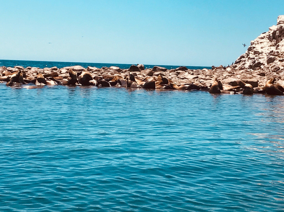 Isla San Jorge-佩纳斯科港必去景点