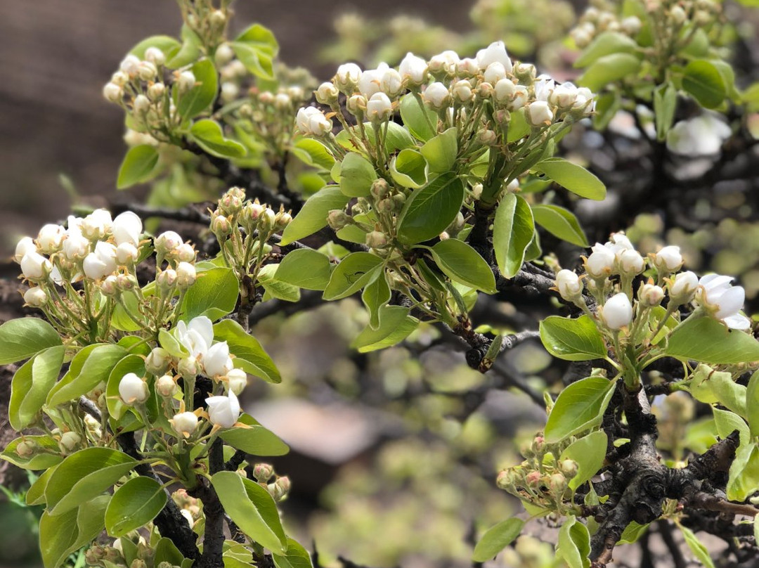 Alina's Bed and Breakfast主图
