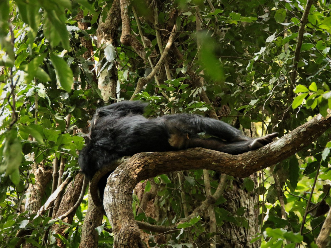 Budongo Forest景点图片