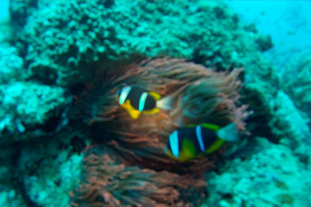 Amoray Diving-索德瓦纳必去景点