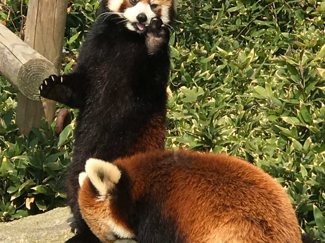 Fukuoka City Zoological Garden景点图片