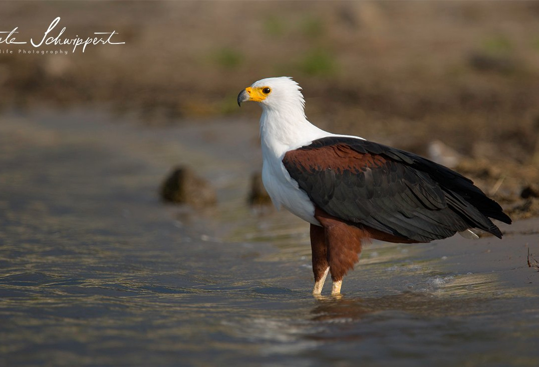 Photo Club Zambezi-Katima Mulilo必去景点