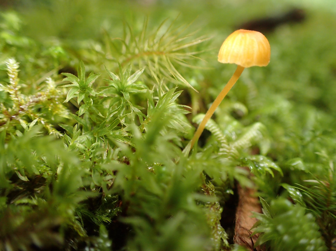 Yoi Yoi Kawakami-川上村必去景点