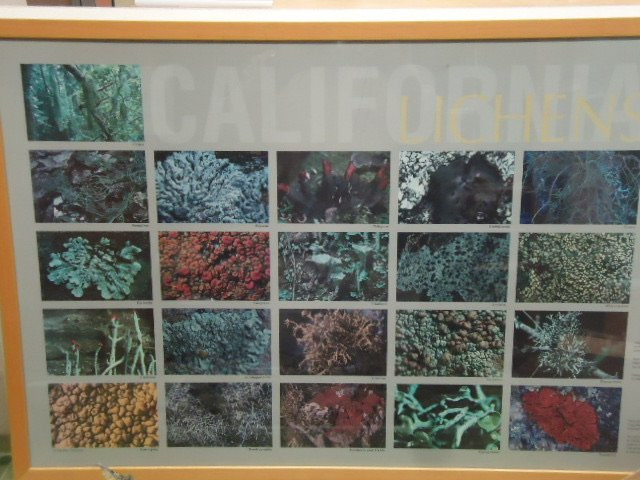 University Herbarium-伯克利必去景点