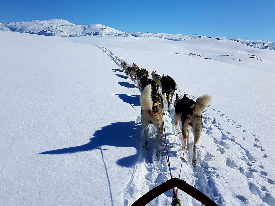 Senja Husky Adventure景点图片