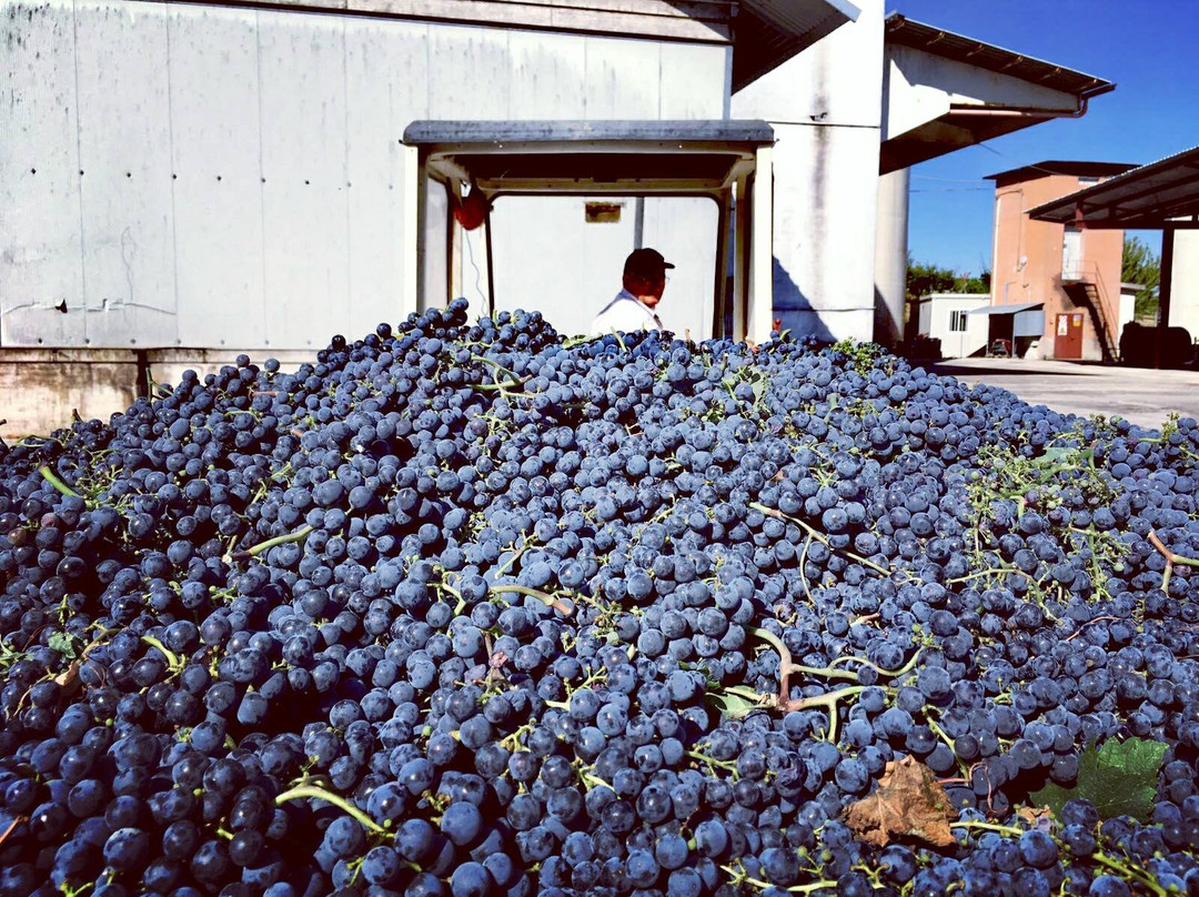 Cantine di Castignano景点图片