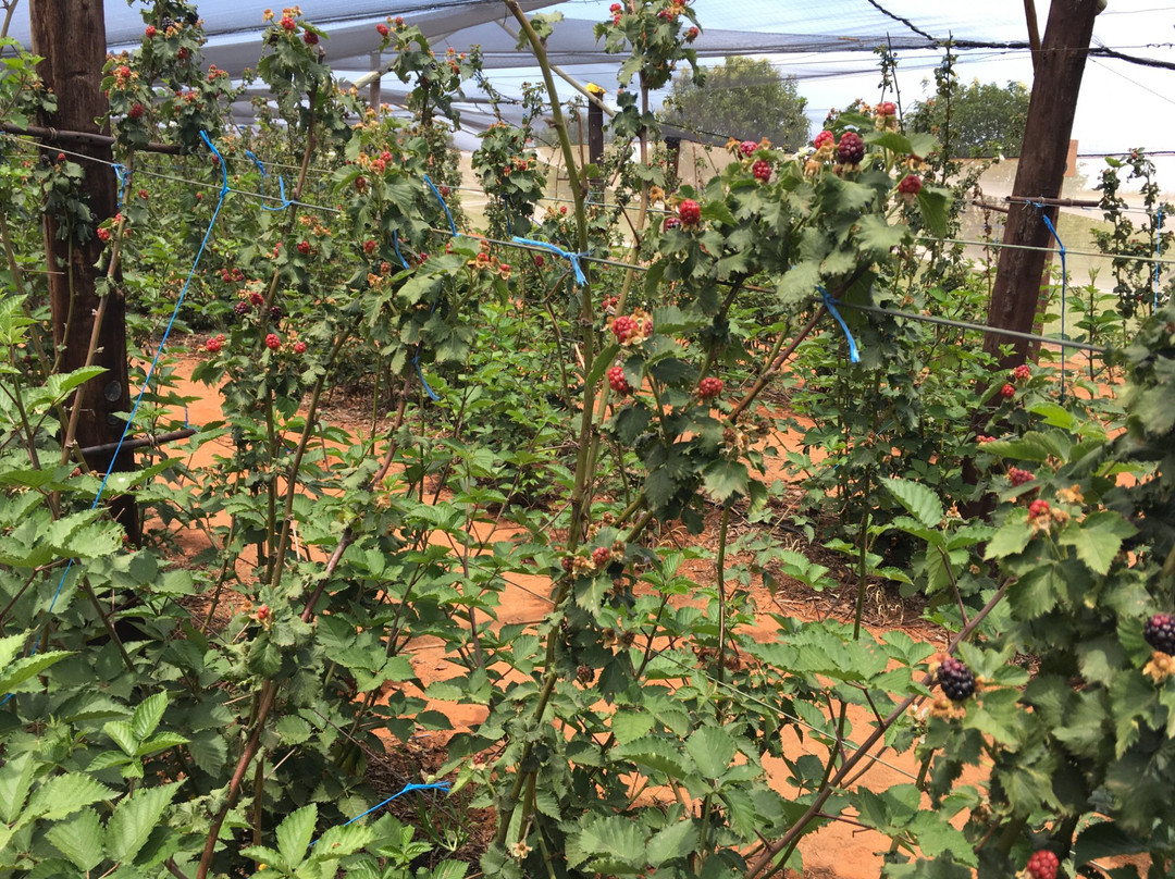 Bon-Af Berry Farm