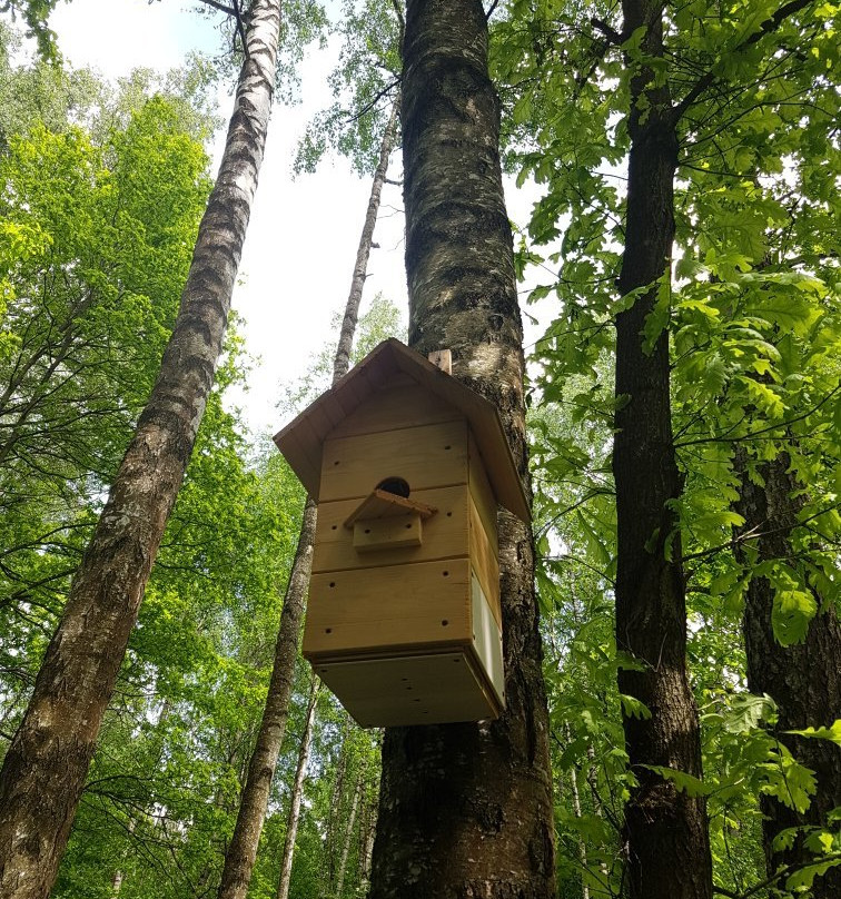 Alyoshkinskiy Forest景点图片