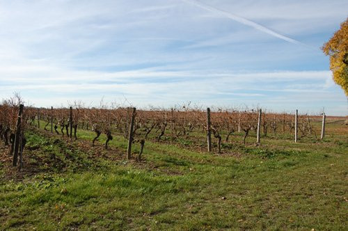 Nercillac旅游攻略图片