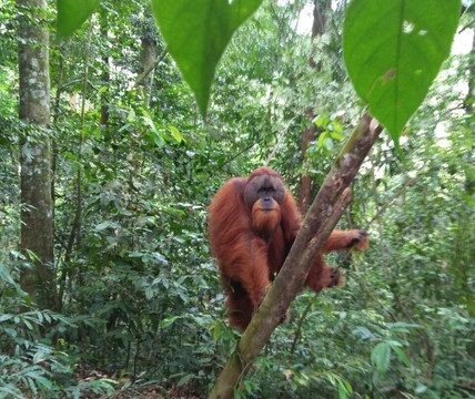 Sumatra Travel Guide-棉兰必去景点