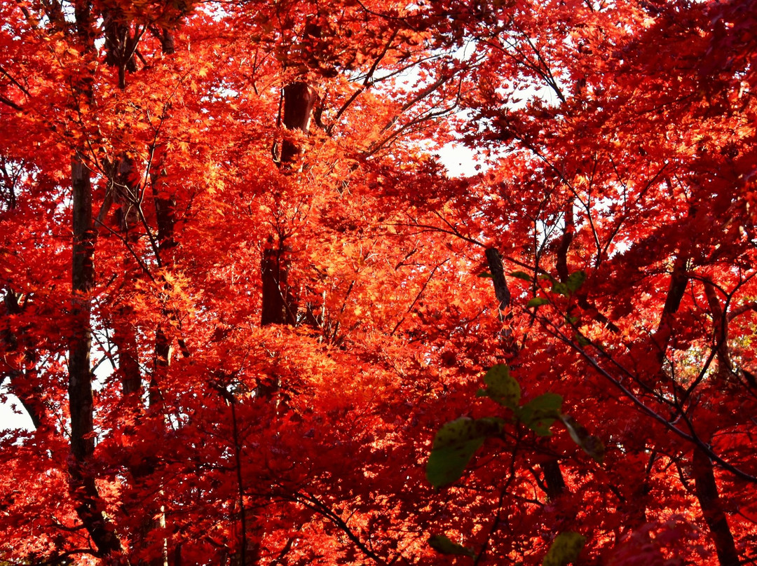 Momiji Garden-长冈市必去景点