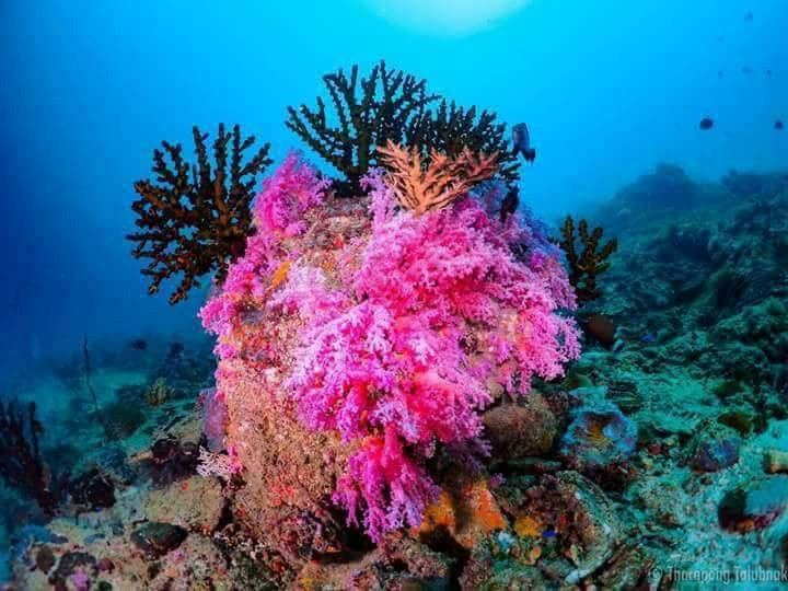 St. Luke Snorkeling Day Trip-丹老群岛必去景点