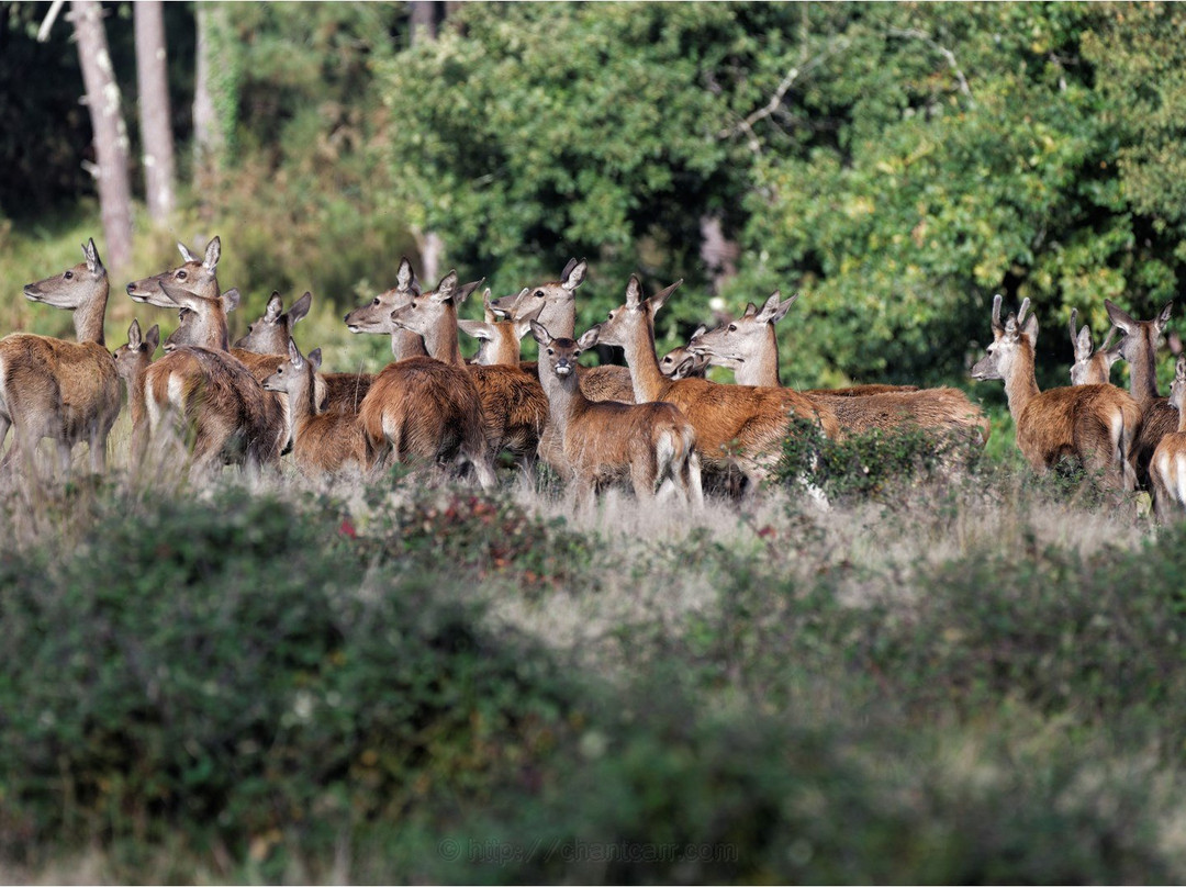 Safari Parc de Haute-Saintonge景点图片