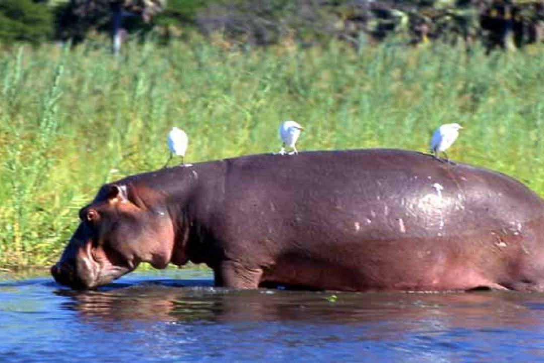 El'Molo Crocodile Park-Siaya必去景点