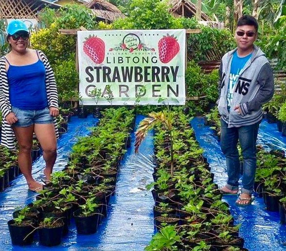 Libtong Strawberry Garden-Naval必去景点