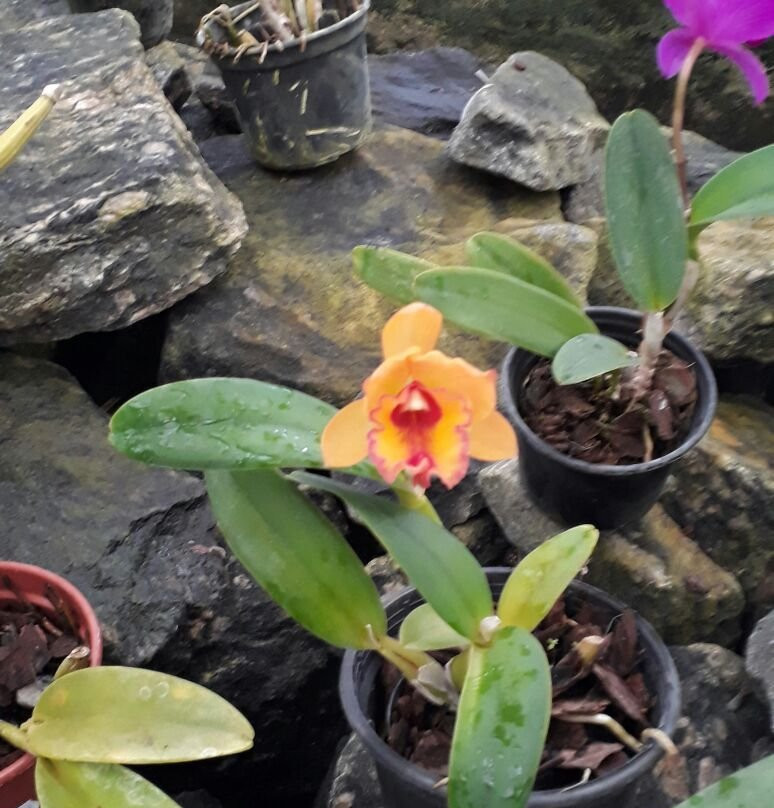 Orquidacea景点图片