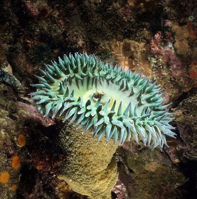 Bajaproscubadivers-恩塞纳达必去景点