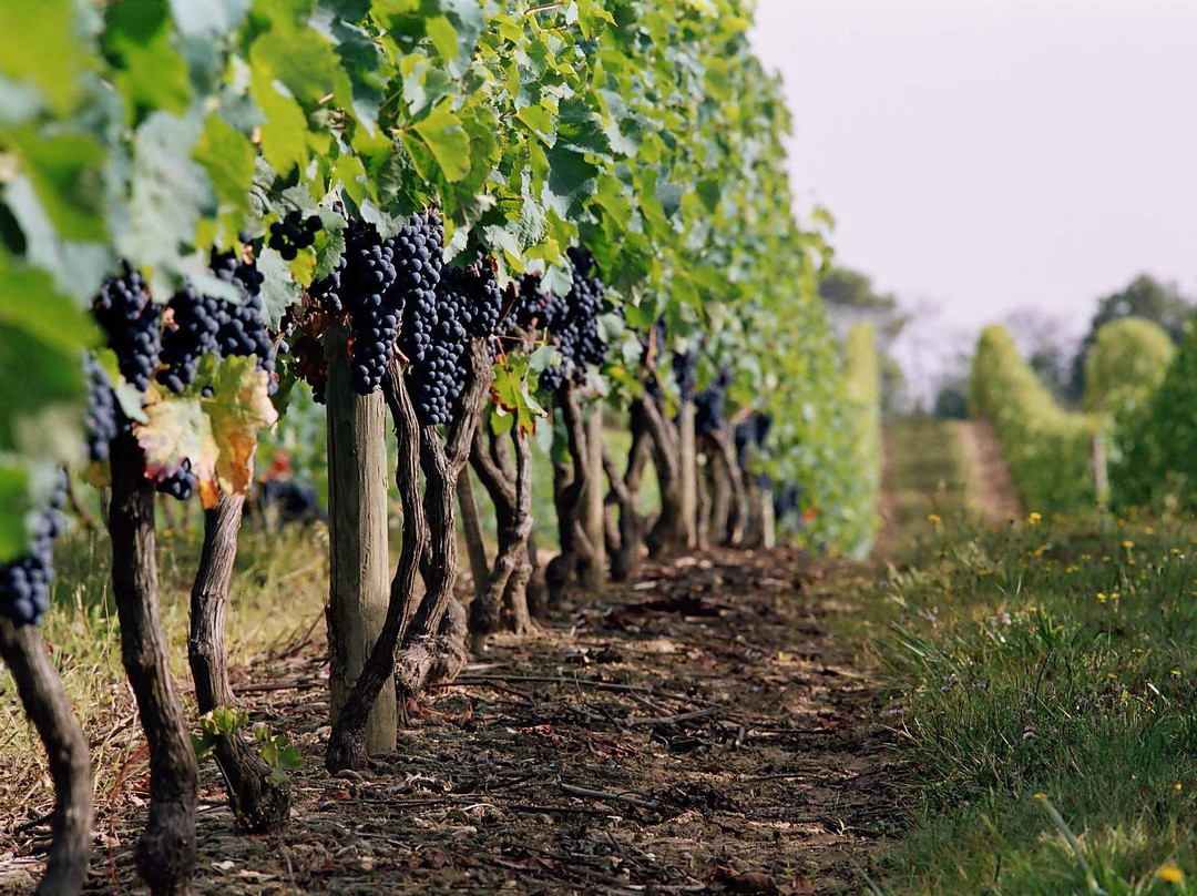 Vignerons du Brulhois景点图片