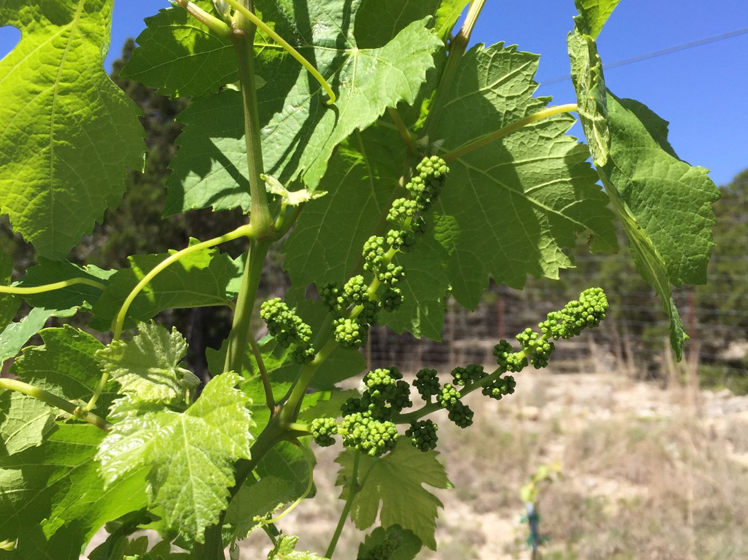 Bell Springs Winery & Brewery-Dripping Springs必去景点