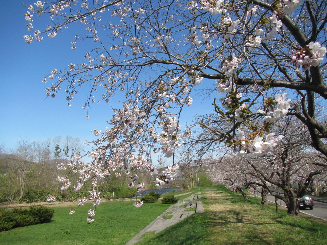 Ono River Cherry Blossom Avenue景点图片