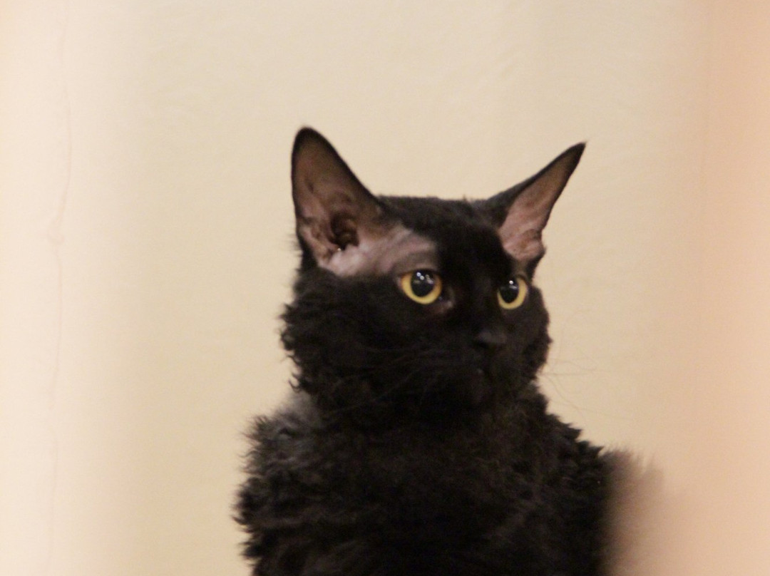 Zoki Cat Cafe景点图片