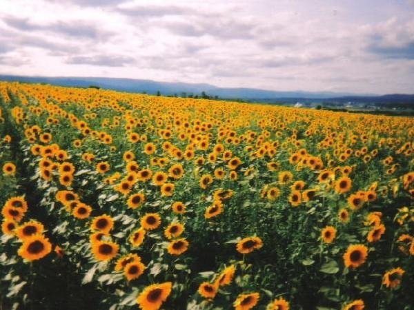 Nayoro Chiebun Sunflower Farm-名寄必去景点