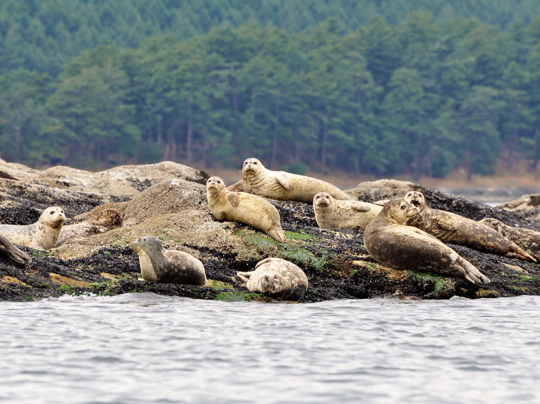 Kayaking Gulf Islands-Mayne Island必去景点