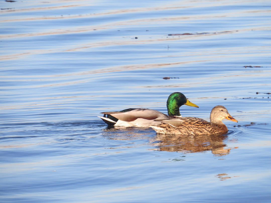 Standley Lake Regional Park-威斯敏斯特必去景点