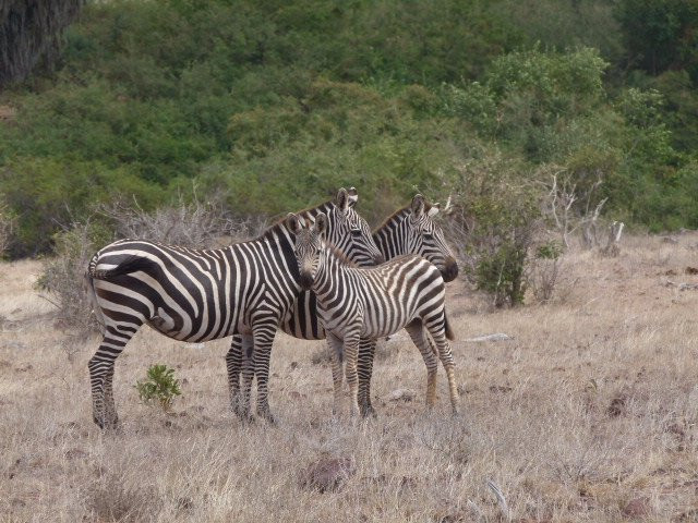 Safari Kenya con Daniel Mackenzie景点图片