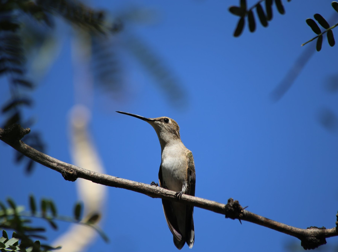 Muleshoe Ranch Preserve-Willcox必去景点