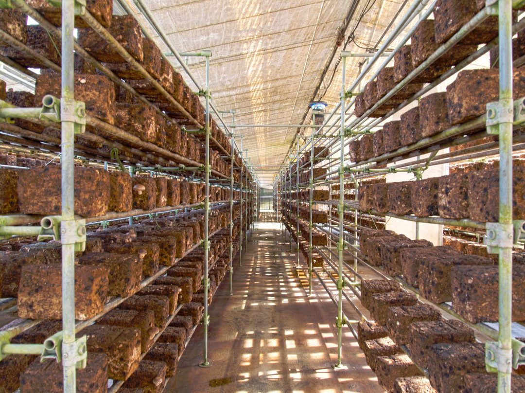 Sakurakinokoen-佐仓市必去景点