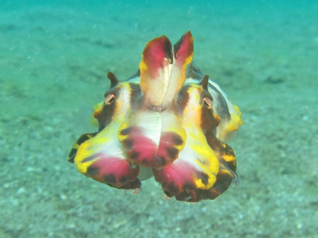 French Kiss Divers Maripipi景点图片