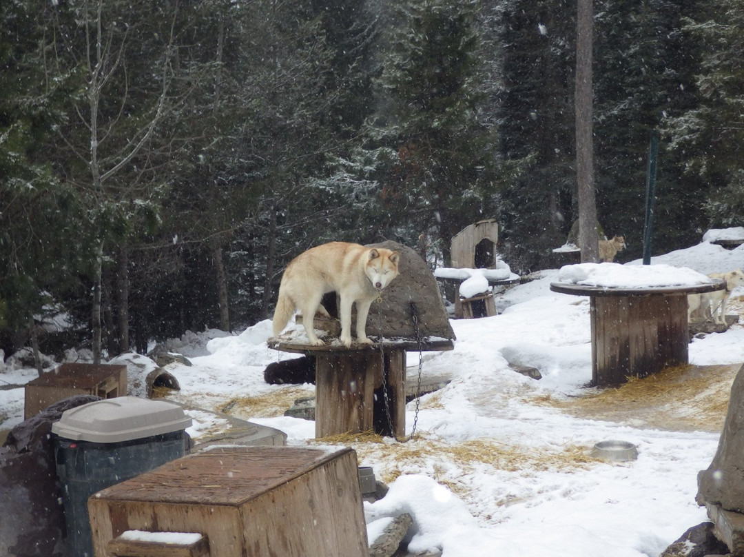 Dog Sled Adventures-Olney必去景点