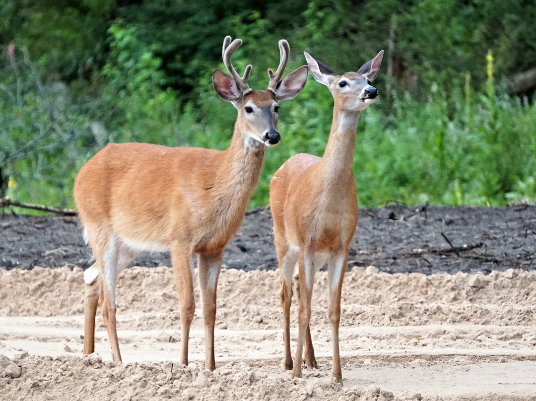 The Swan House主图