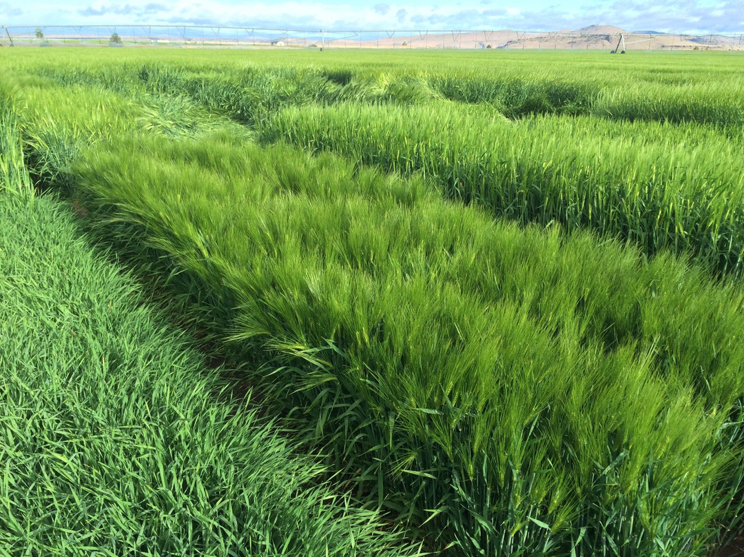 Mecca Grade Estate Malt & Tap Room-Madras必去景点