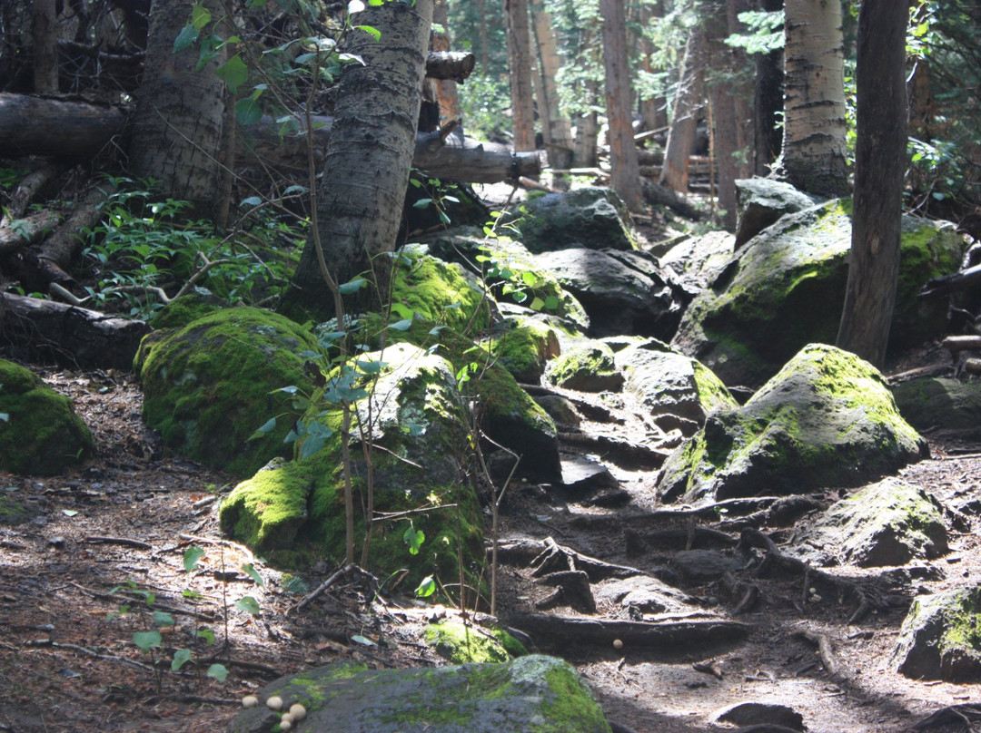 Humphrey's Peak Trail - San Francisco Peaks-弗拉格斯塔夫必去景点