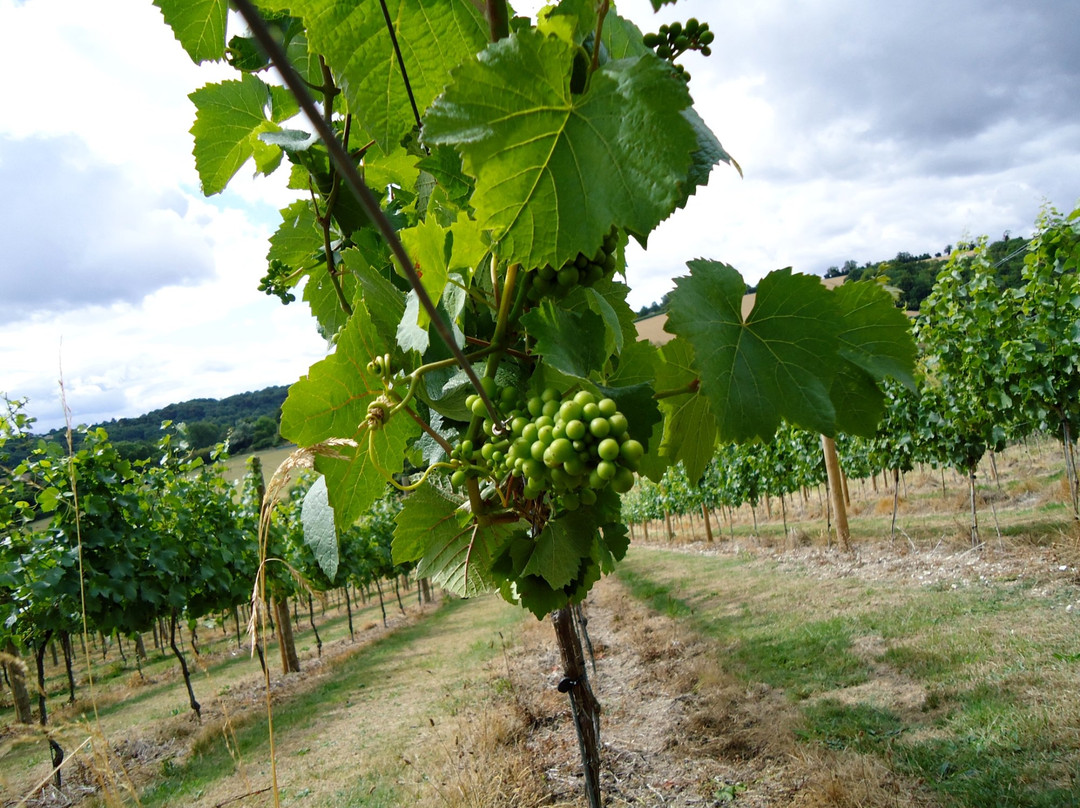 Daws Hill Vineyard景点图片