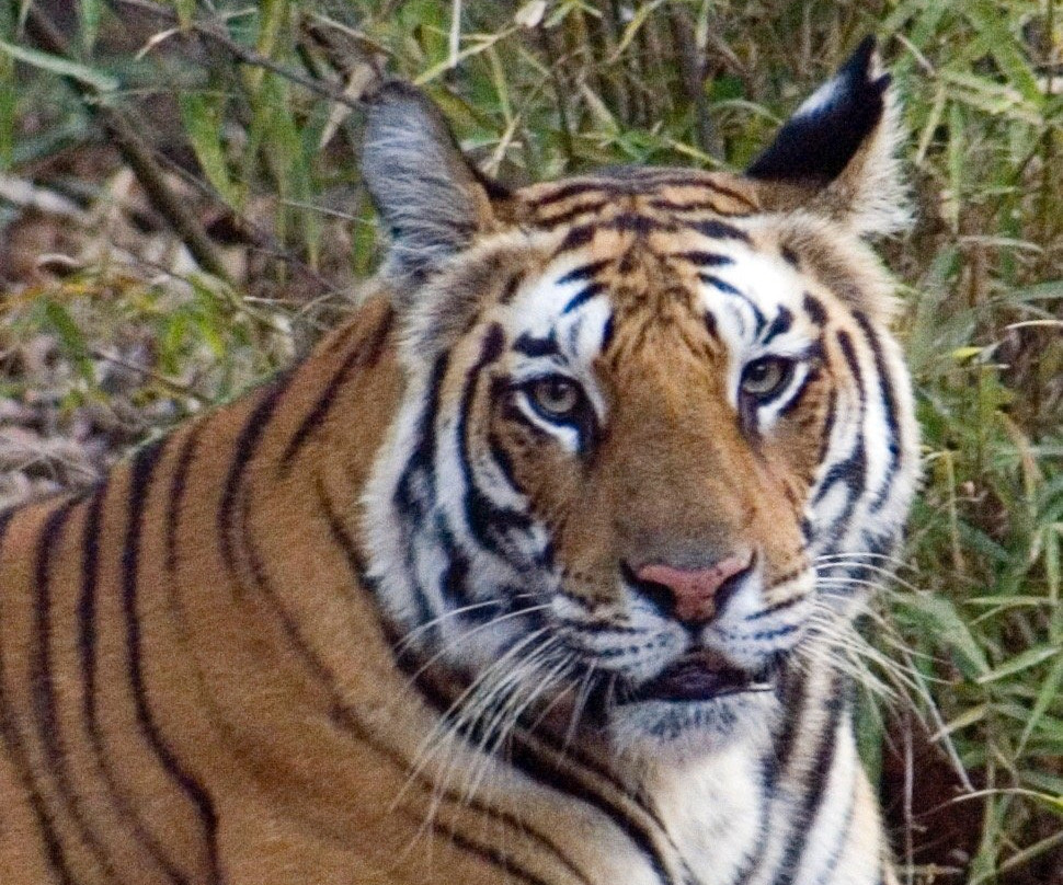 Panpatha Wildlife Sanctuary景点图片