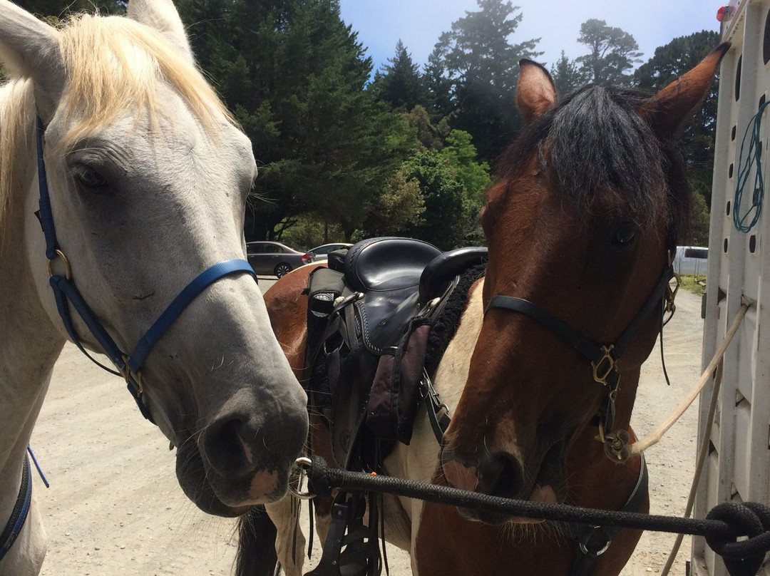 Bay Area Ridge Riders-贝尔蒙特必去景点