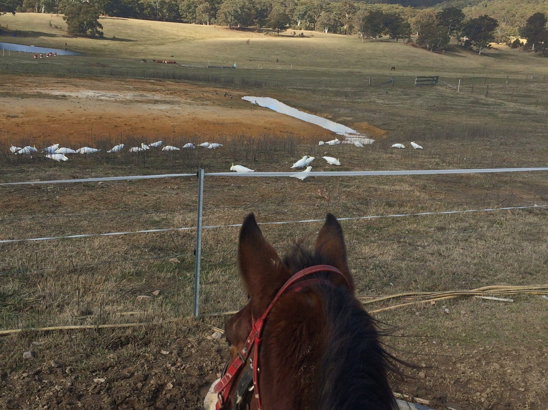 Centennial Glen Stables-布莱克希思必去景点