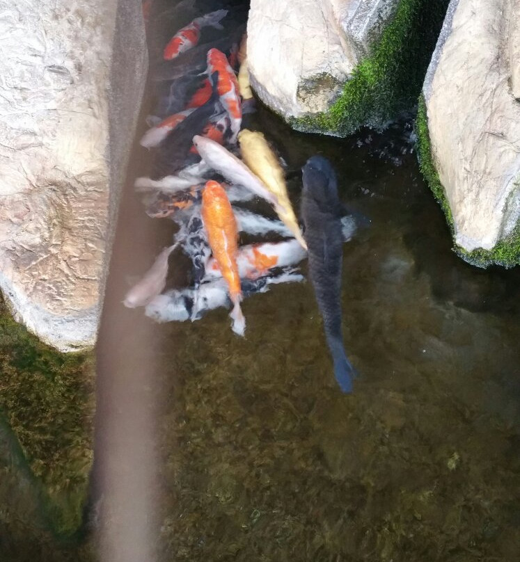 Akatsukayama Park (Gyogyo Land)-丰川市必去景点