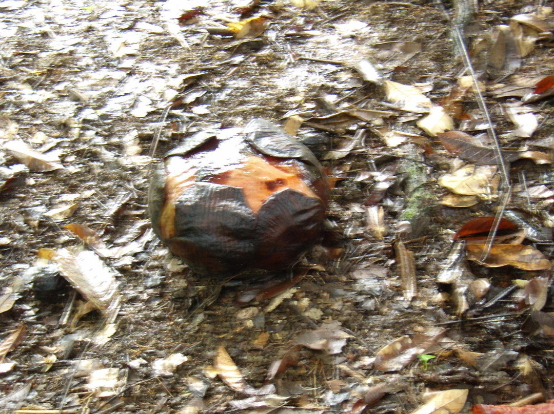 Kokob Rafflesia Conservation Garden-拉瑙必去景点