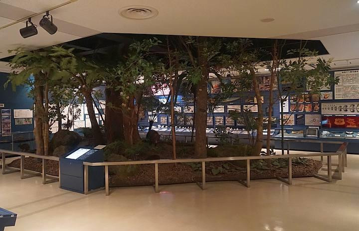 Amami City Amami Museum-奄美市必去景点