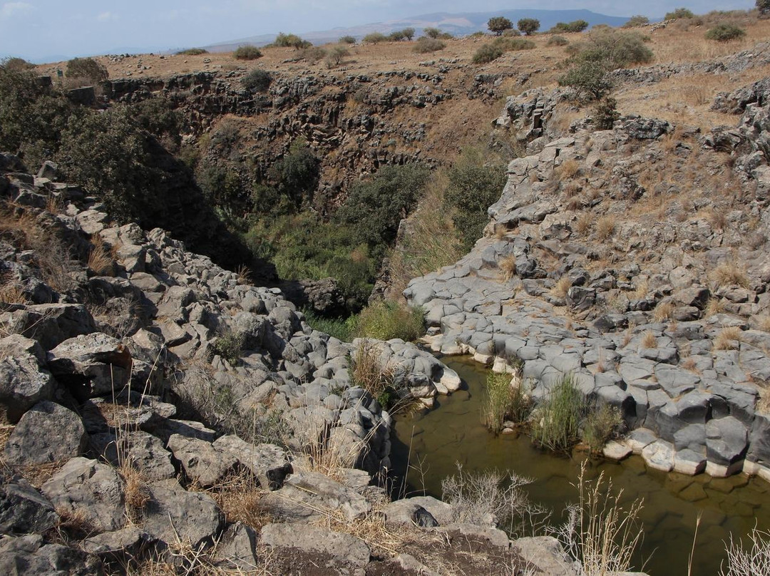 Yehudiya Forest Nature Reserve景点图片